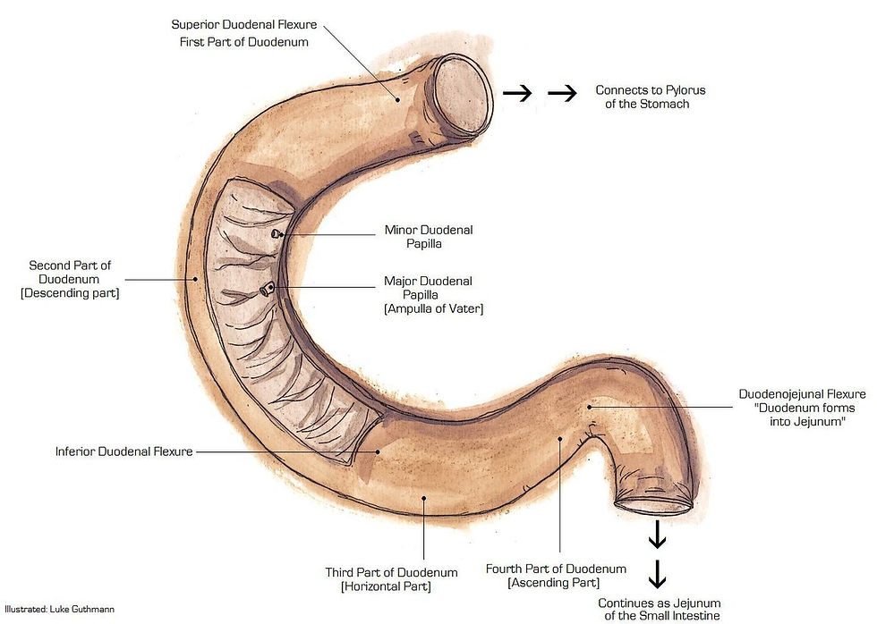 Duodenum