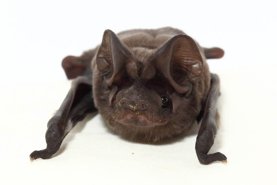 Florida Bat