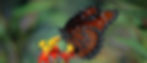 Monarch Butterfly