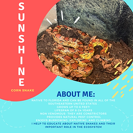 Adopt an Animal Corn Snake_Sunshine_10212024.png