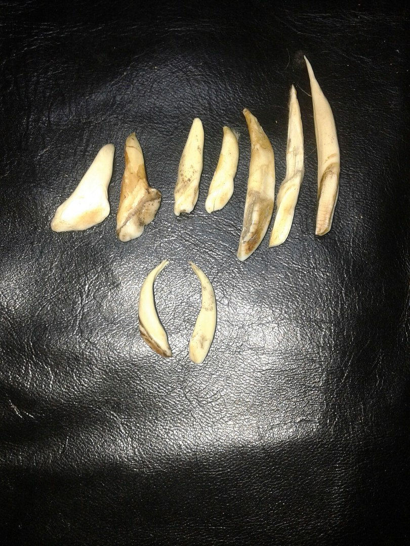 Миниатюра: Резец кабана