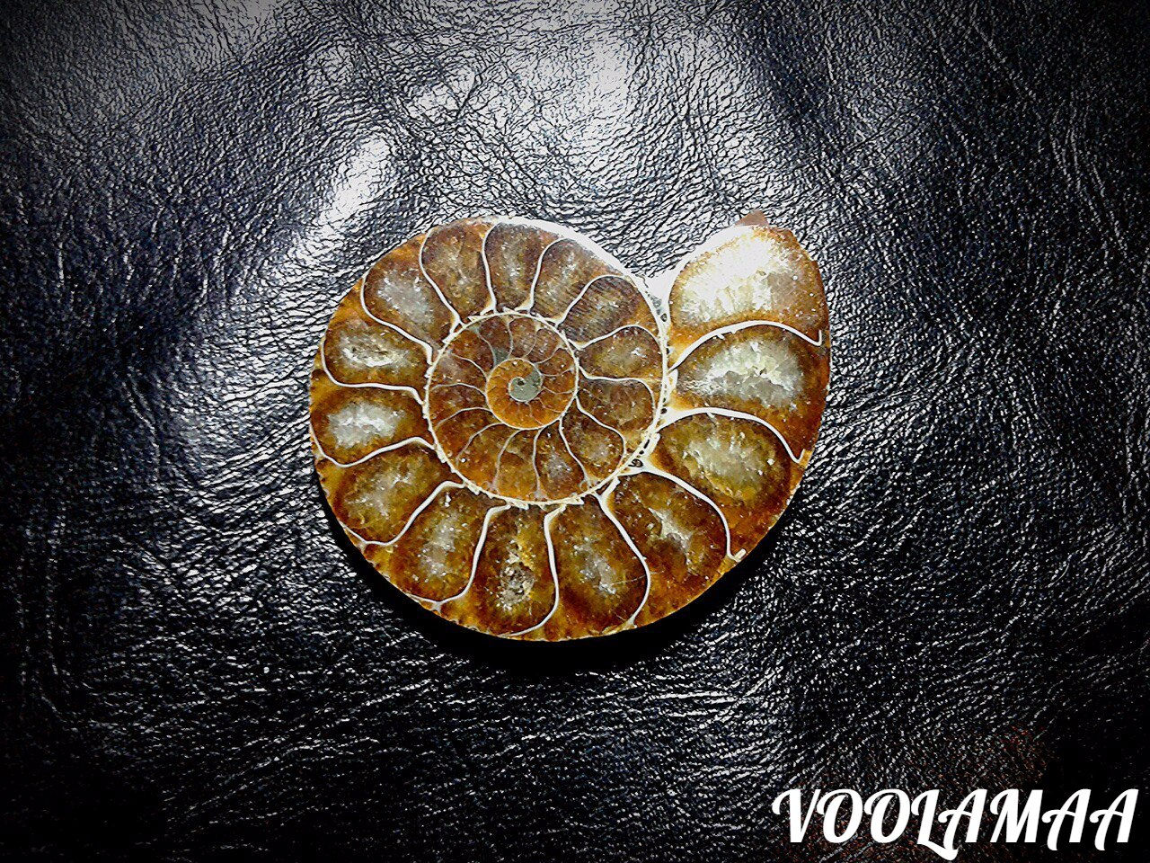 Аммонит 5см.