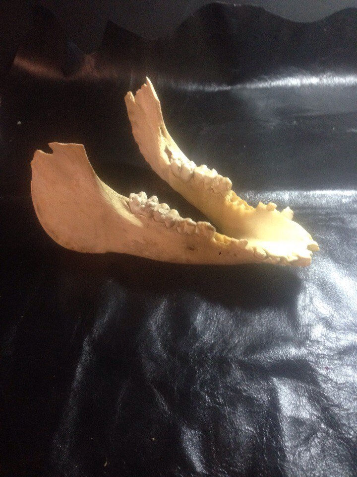 Миниатюра: Челюсть кабана 17см двойная