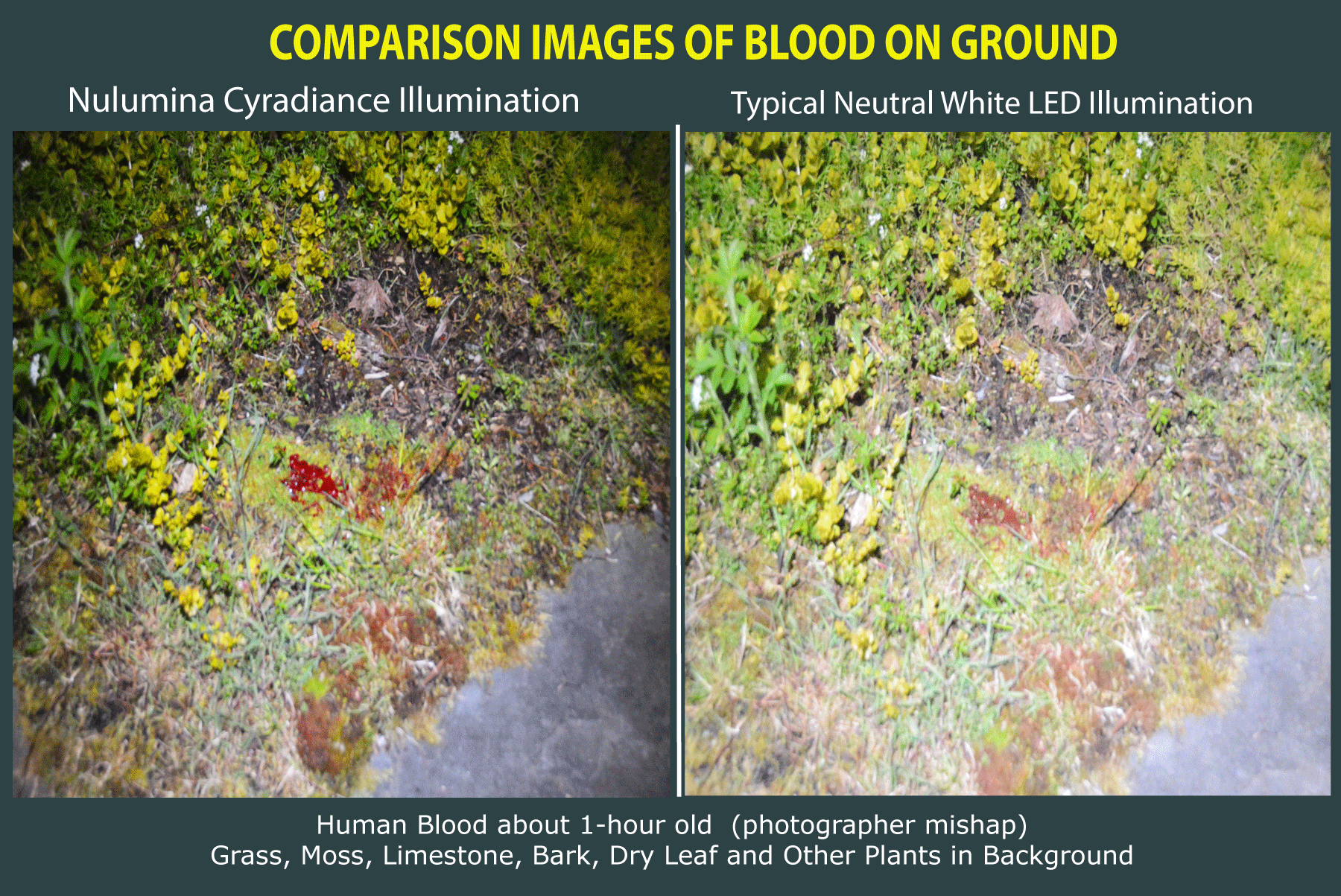 Blood on ground observed with with LED light