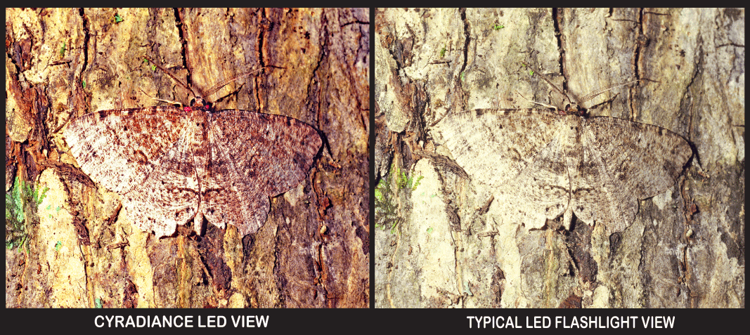 Moth on tree bark detail using different LED light