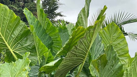 L'Alocasia Macrorrhiza
