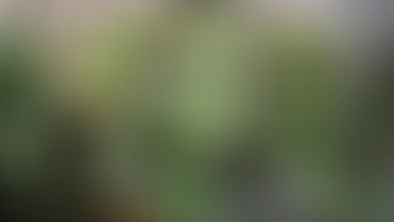 Platycerium bifurcatum 