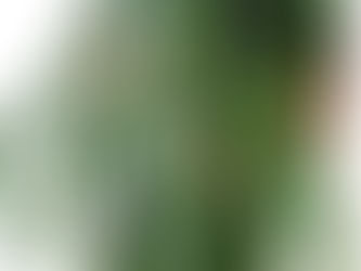  Le Monstera Esqueleto