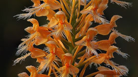 L'Orchidée Fringed