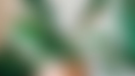  Le Philodendron Ring of Fire