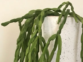 Rhipsalis  