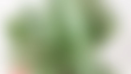 Le Scindapsus Treubii Moonlight