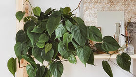 Le Philodendron Scandens
