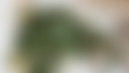 Le Philodendron Scandens