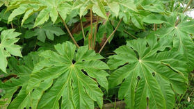 Le Tetrapanax