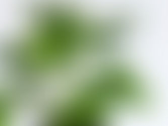 Le Monstera Minima 