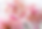 flower background.png