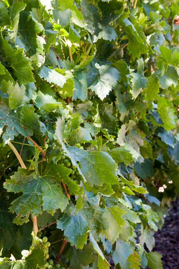 a sense of place wine.jpeg