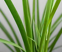 LEMON GRASS.jpg