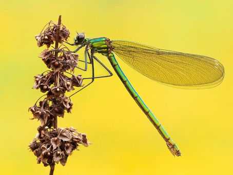 Insect photography awards – imaginile câștigătoare