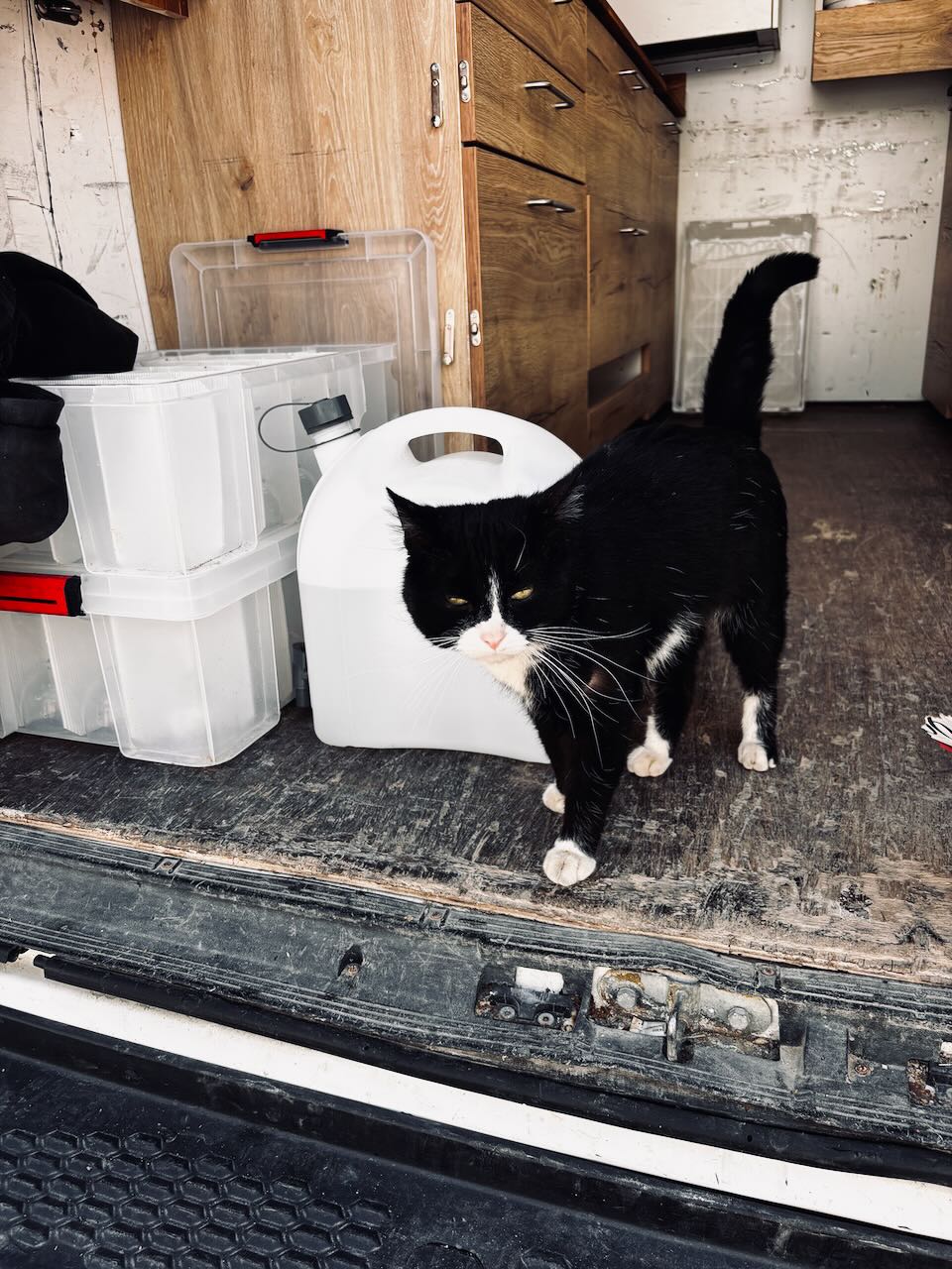 Un chat en visite qui inspecte la qualité de la prestation gigot bitume