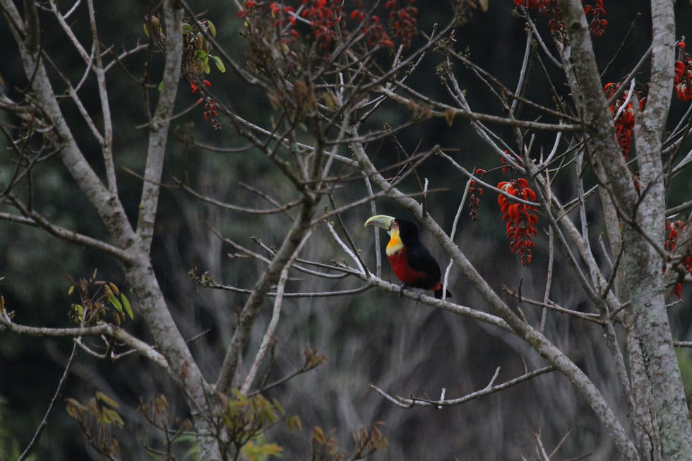 Tucano de Bico Verde