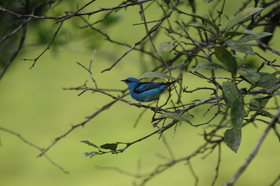 Saí Azul