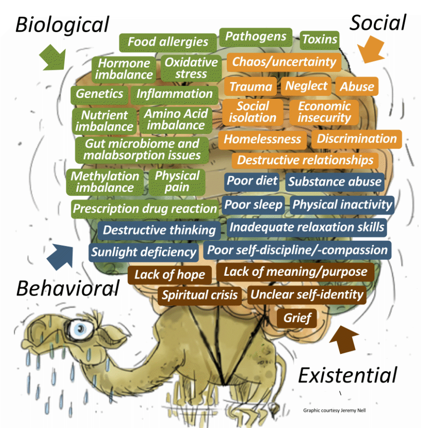 Web of Causation Camel only.gif