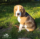 ALADDIN du Hameau de Culem