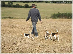 BEAGLES EN CAMPAGNE