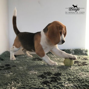 Toulouse du Hameau de Culem