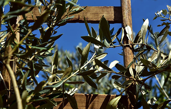 BRANCHES D'OLIVIER