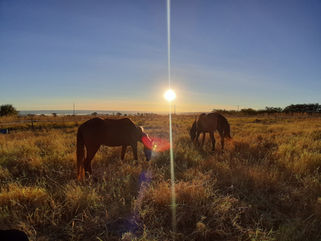 O mito do cavalo alfa