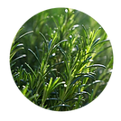 Rosemary.png