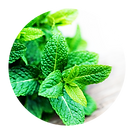 spearmint.png