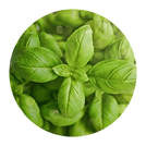 BASIL.png