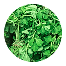 Fenugreek_Methi.png