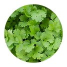 CORIANDER.png