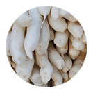 White Raddish.png