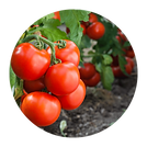 Tomatoes.png