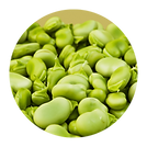 Lima Beans_ Sem.png
