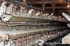 Battery cage chicken farm