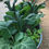 Thumbnail: Large organic brassicas growing in raised bed container.
