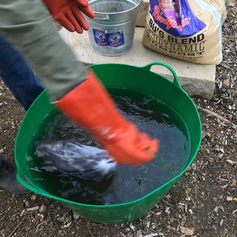 stirring compost tea bag in compost tea