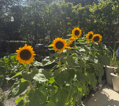 Fall Sunflowers in a garden bed