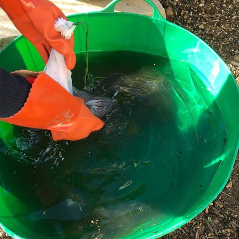 making compost tea