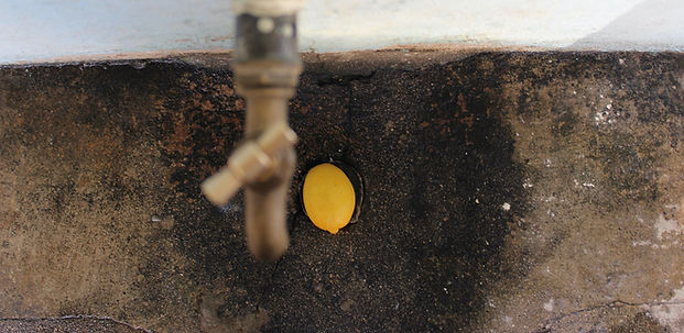 Lemon agriculture rural