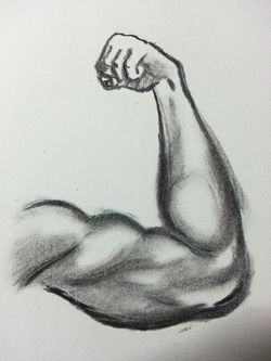 Muscle Studies 02