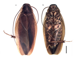 Epilampra amapae 1