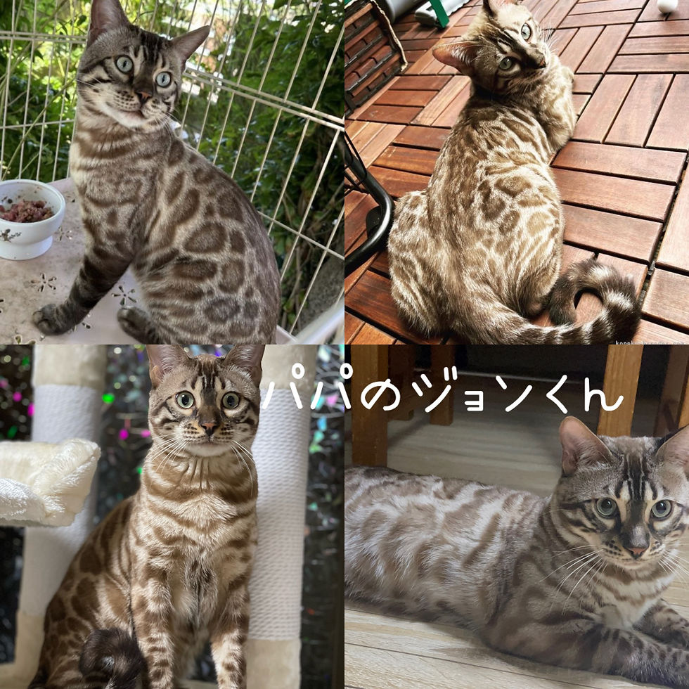 サムネイル： レバノンくん♂23.10.13コラソンベイビー